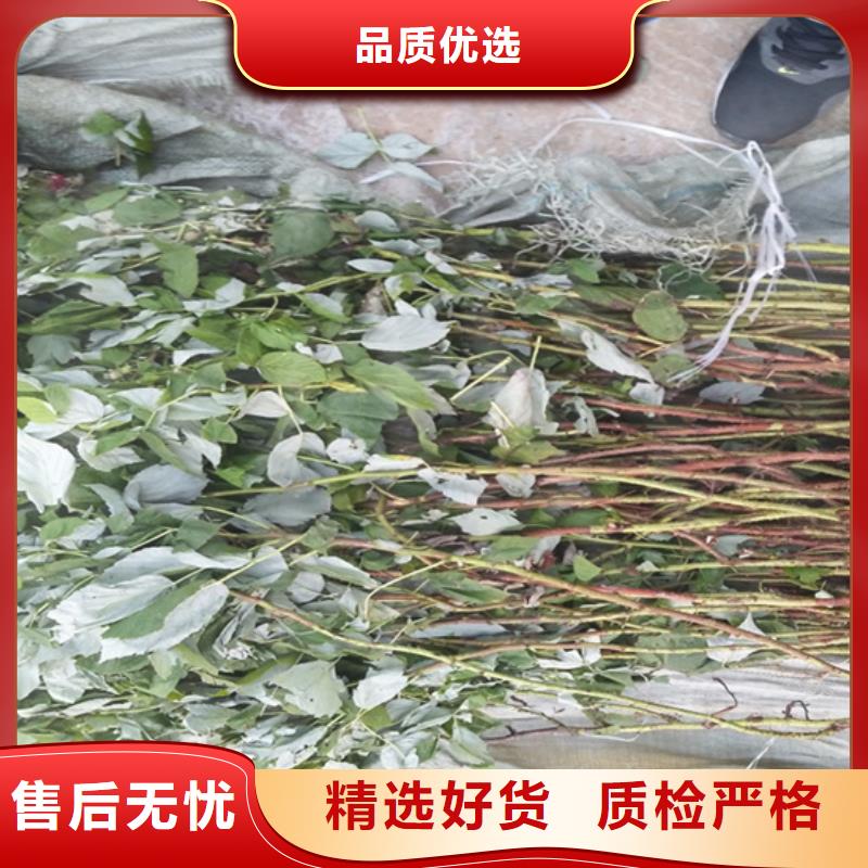 雙季樹莓苗適合種植地區(qū)