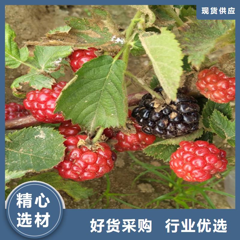 樹莓石榴樹支持定制加工