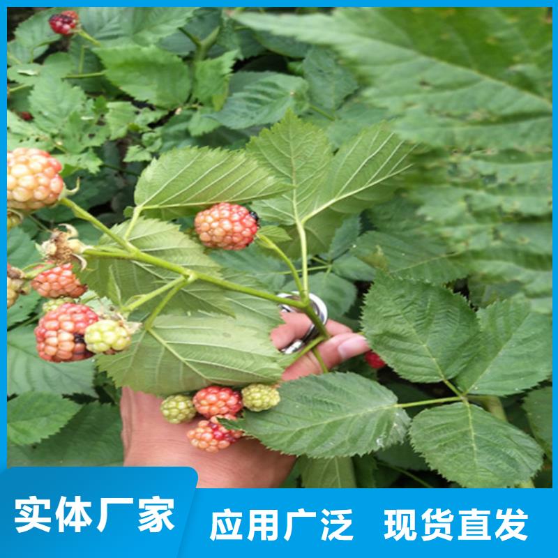 樹莓-櫻桃苗精品選購