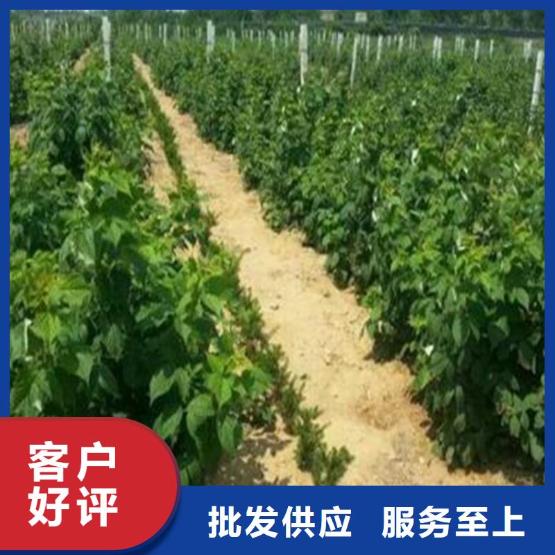 樹莓,【【獼猴桃苗】】可零售可批發(fā)