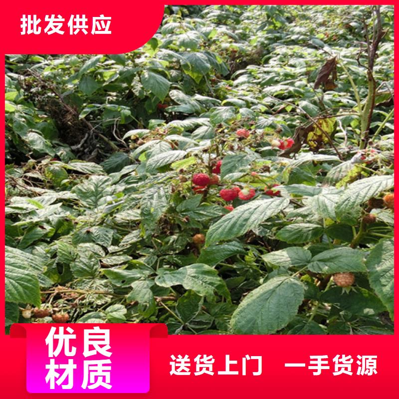【樹莓_桃樹苗專注細節(jié)使用放心】