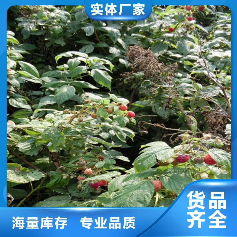 【樹莓_桃樹苗專注細節(jié)使用放心】