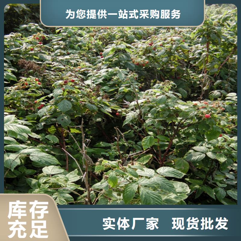 树莓_无花果苗真材实料加工定制