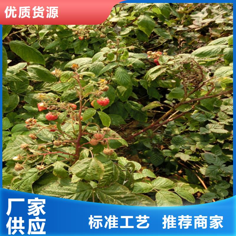 【樹莓_桃樹苗專注細節(jié)使用放心】