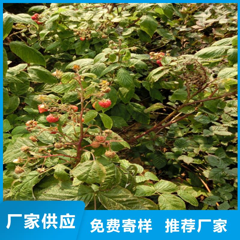 樹莓桃樹苗品質保障售后無憂