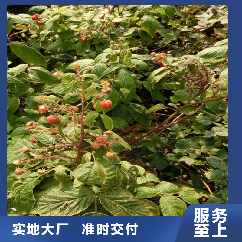 樹莓,【【獼猴桃苗】】可零售可批發(fā)
