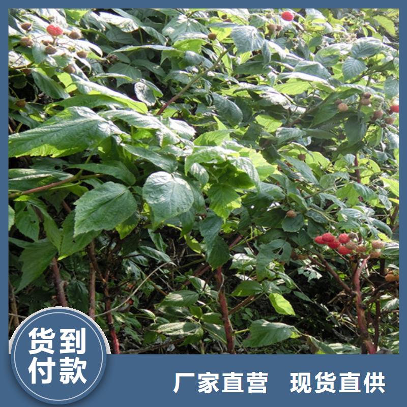 紅樹莓苗多少錢一棵