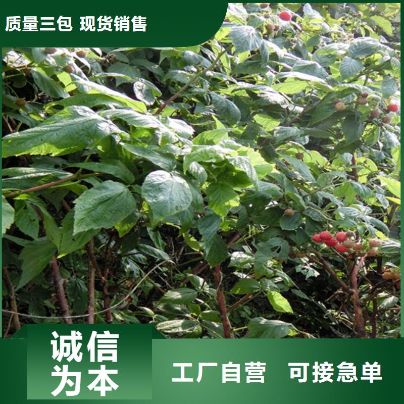 【樹莓_桃樹苗專注細節(jié)使用放心】