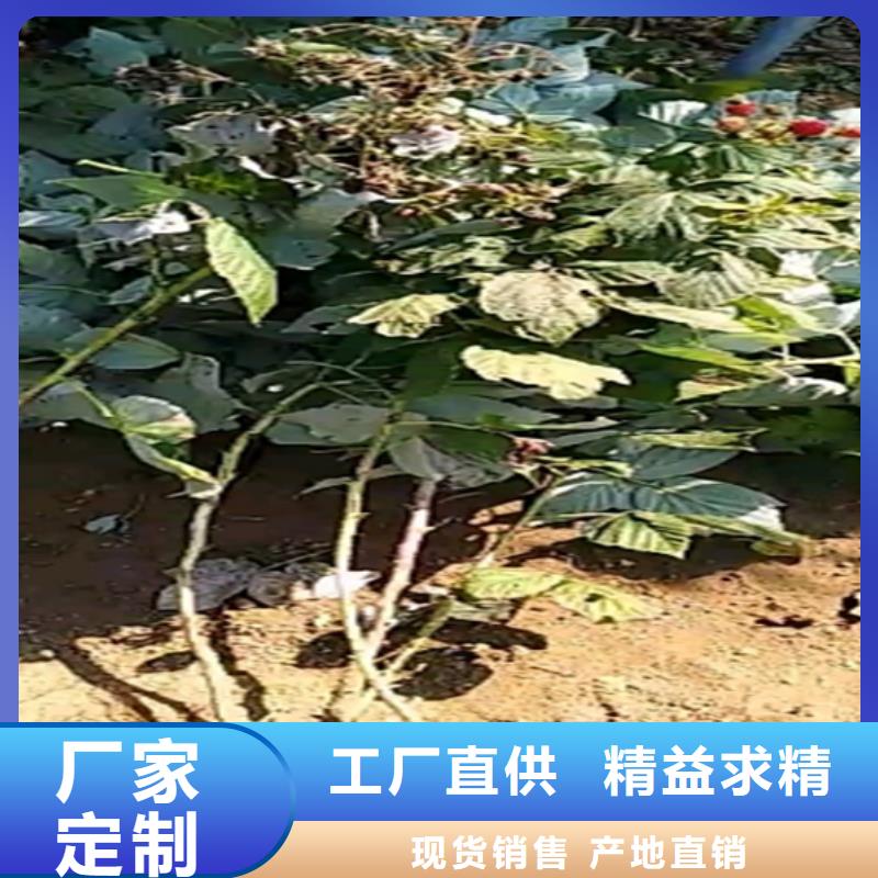 紅樹莓苗多少錢一棵