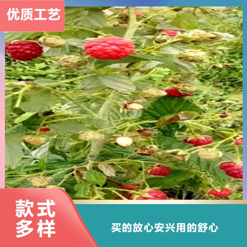 紅樹莓苗多少錢一棵