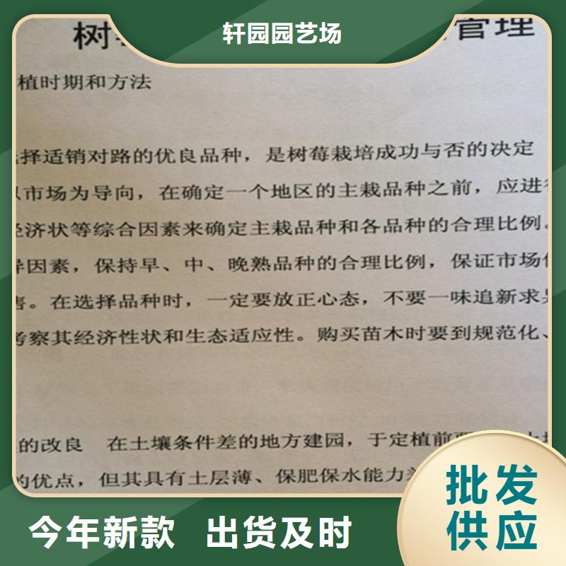 紅樹莓苗多少錢一棵