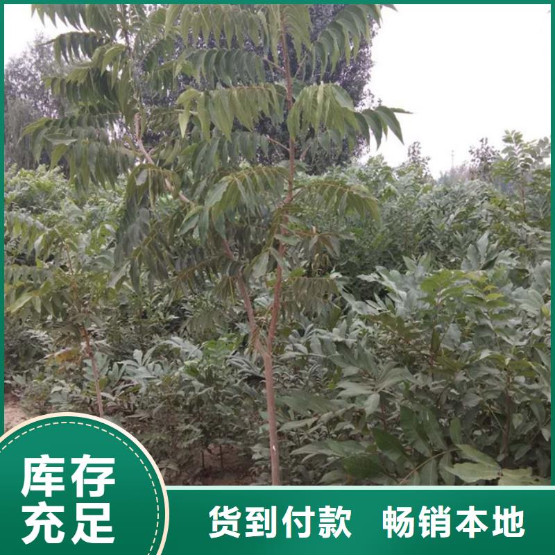 石榴树视频-连云|赣榆|镇江|宿迁|苏州|南京|徐州|泰州石榴树厂家十分靠谱-轩园园艺场(连云港市分公司)
