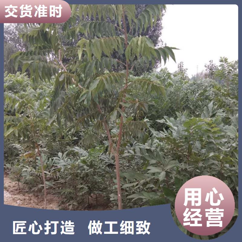 石榴树视频-石榴树|江苏省南通市|港闸|崇川|宿迁|苏州|盐城|淮安|扬州|徐州