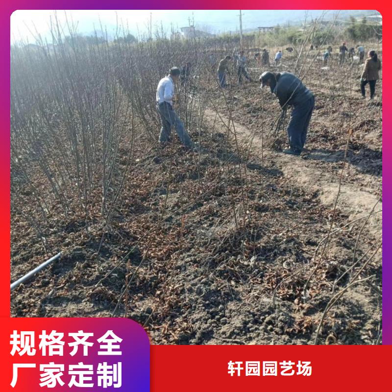 碧根果無花果苗有實力有經(jīng)驗