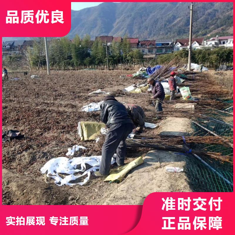 石榴树视频-连云|赣榆|镇江|宿迁|苏州|南京|徐州|泰州石榴树厂家十分靠谱-轩园园艺场(连云港市分公司)