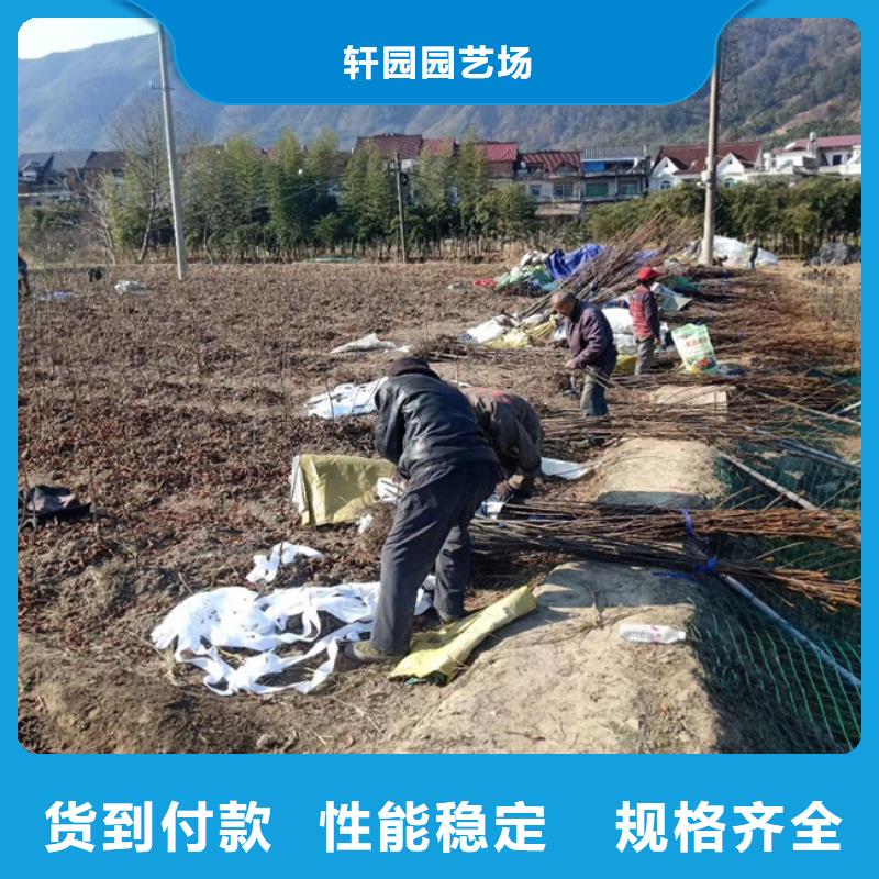 美國山核桃樹新奇品種