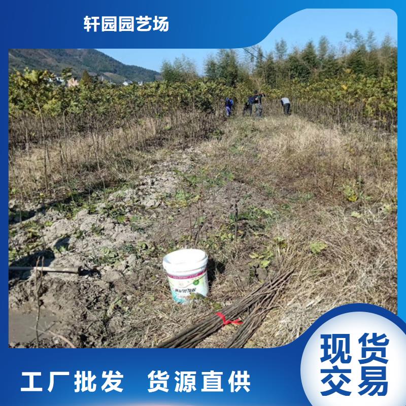 碧根果樱桃苗长期供应