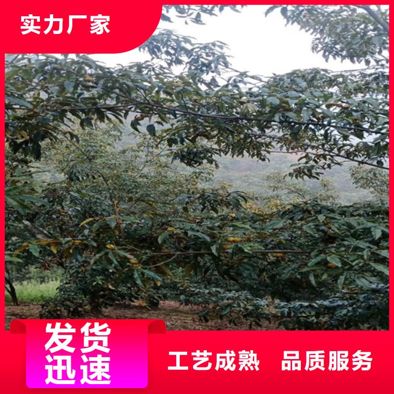 碧根果,無(wú)花果苗現(xiàn)貨滿(mǎn)足大量采購(gòu)