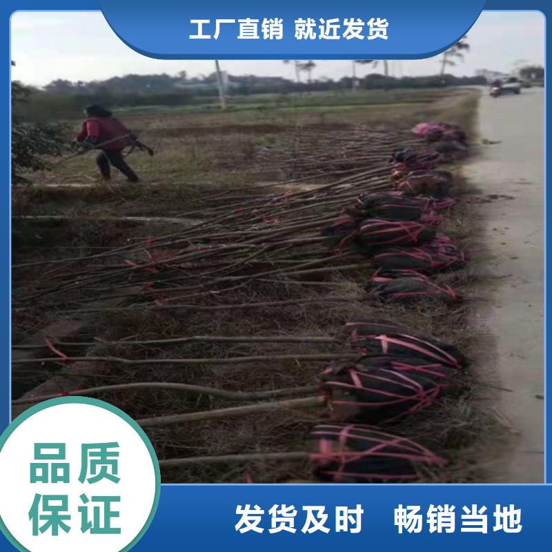 石榴树视频-石榴树|江苏省南通市|港闸|崇川|宿迁|苏州|盐城|淮安|扬州|徐州