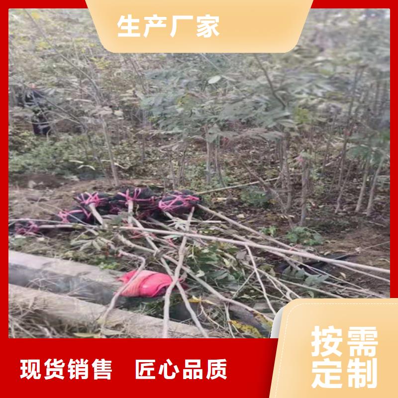 石榴树视频-石榴树_贵州省毕节市市场覆盖纳雍|黔西|贵阳|黔东南|六盘水|安顺等