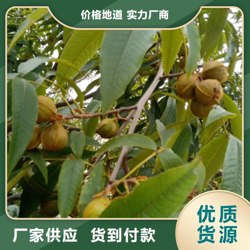 石榴树视频-石榴树|江苏省南通市|港闸|崇川|宿迁|苏州|盐城|淮安|扬州|徐州