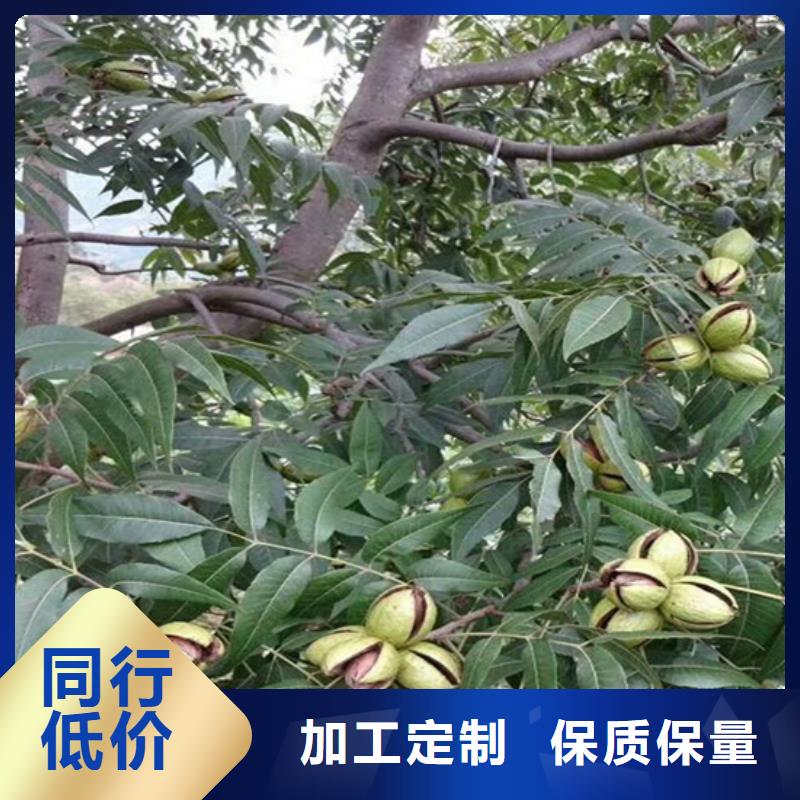 碧根果藍莓苗買的放心