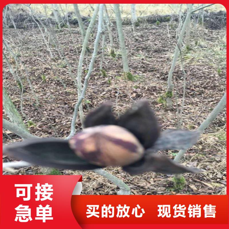 石榴树视频-石榴树|江苏省南通市|港闸|崇川|宿迁|苏州|盐城|淮安|扬州|徐州