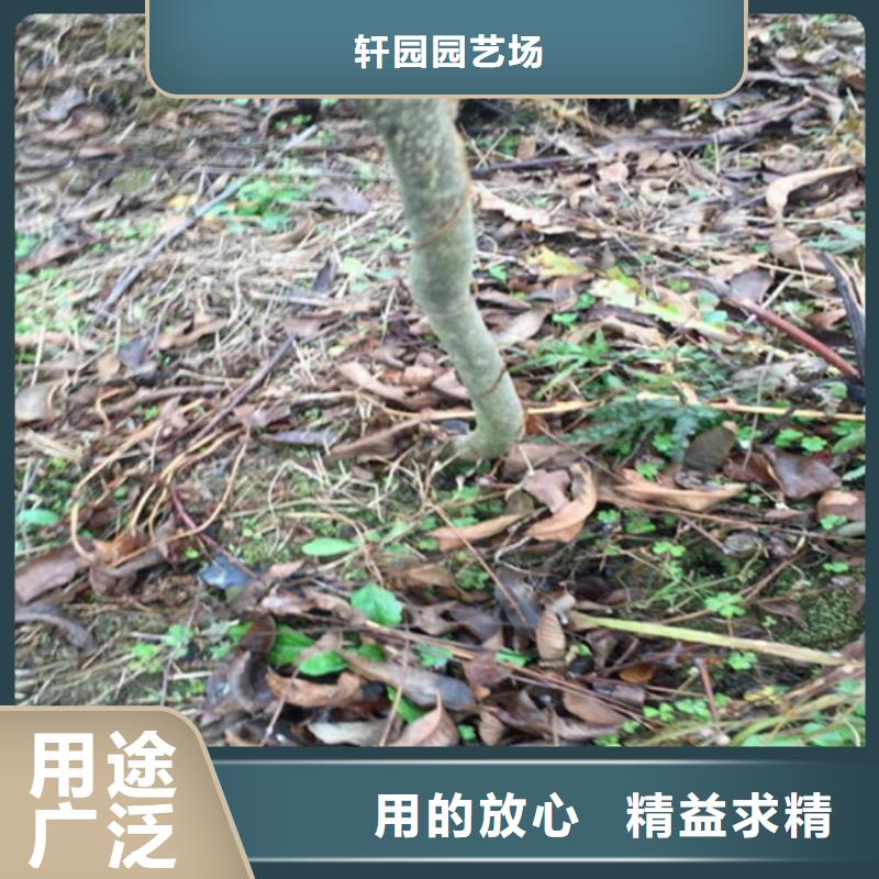 石榴树视频-石榴树_贵州省毕节市市场覆盖纳雍|黔西|贵阳|黔东南|六盘水|安顺等