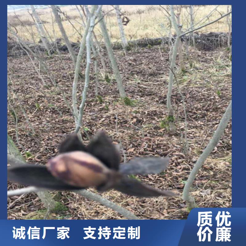 碧根果,无花果苗现货满足大量采购