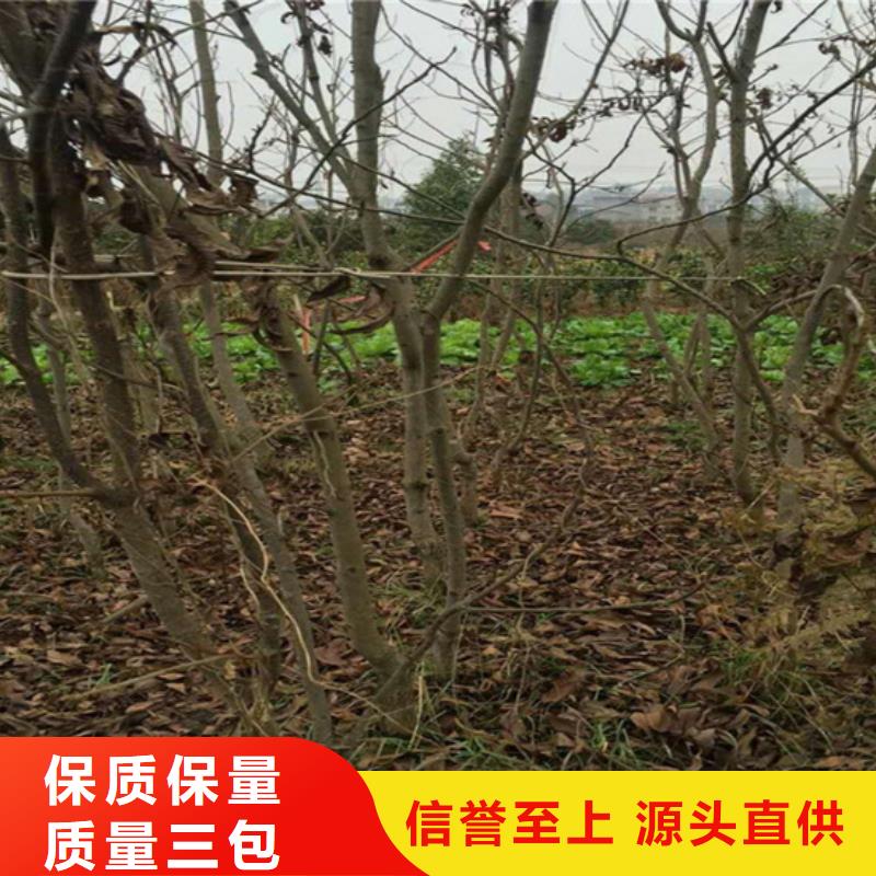 美國山核桃樹質優價廉