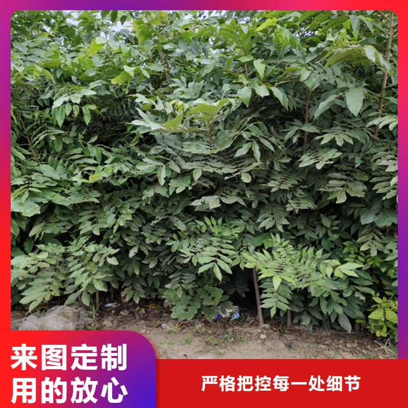 石榴树视频-石榴树|江苏省南通市|港闸|崇川|宿迁|苏州|盐城|淮安|扬州|徐州