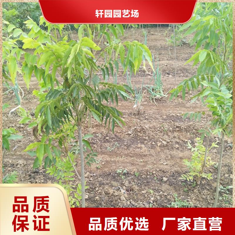 【碧根果杏樹苗可定制】