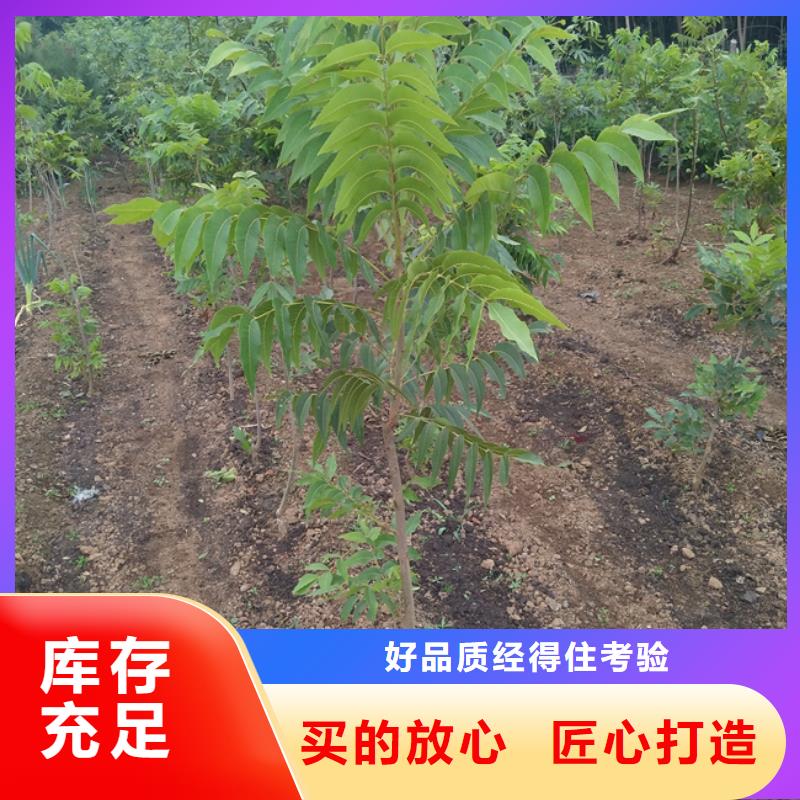 石榴树视频-石榴树|江苏省南通市|港闸|崇川|宿迁|苏州|盐城|淮安|扬州|徐州