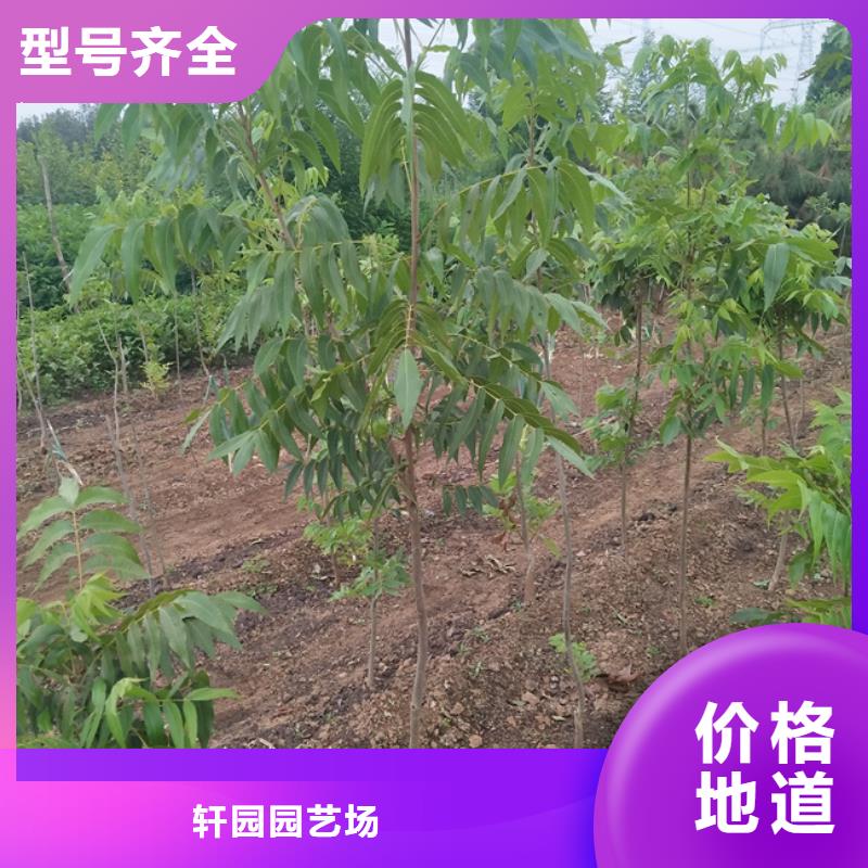 石榴树视频-石榴树|江苏省南通市|港闸|崇川|宿迁|苏州|盐城|淮安|扬州|徐州