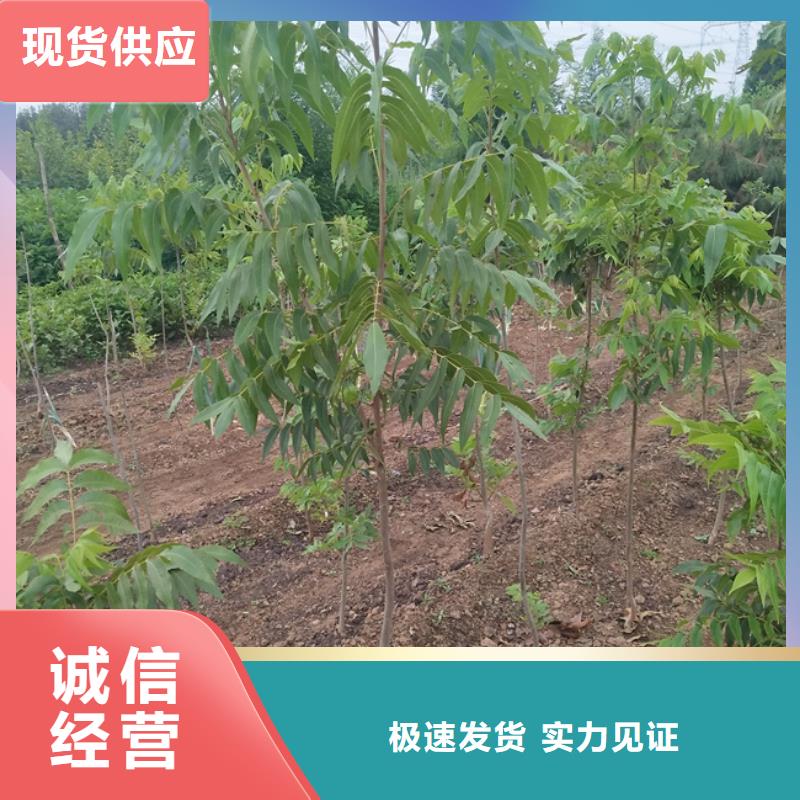 碧根果藍莓苗買的放心