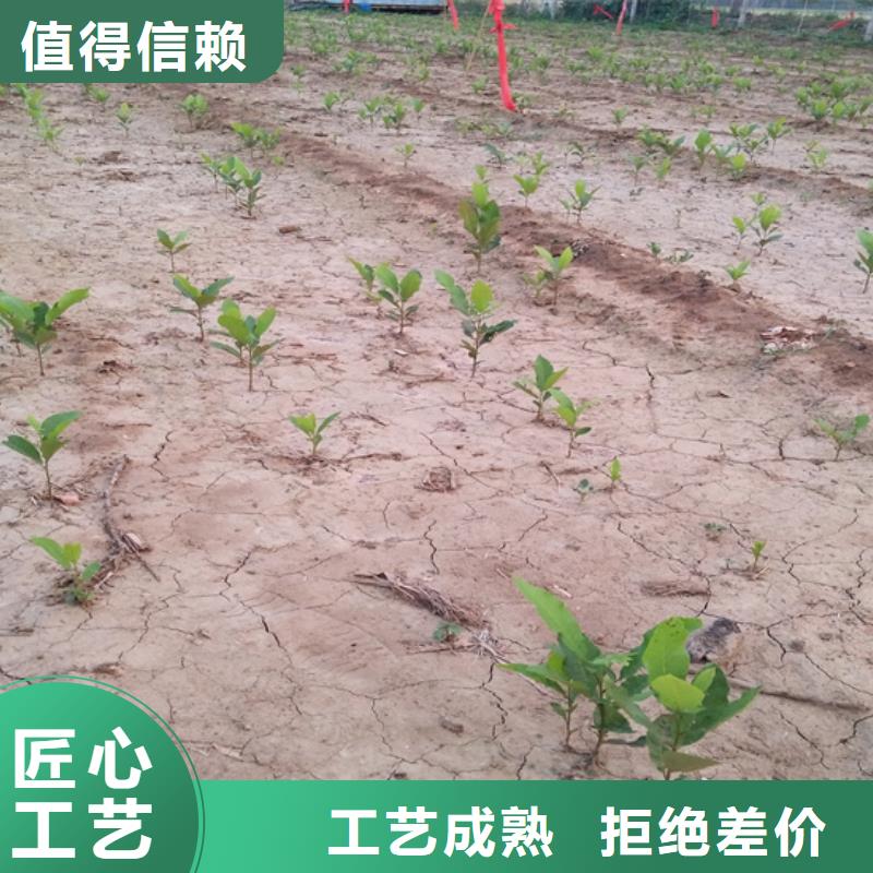 美國山核桃樹苗種植技術