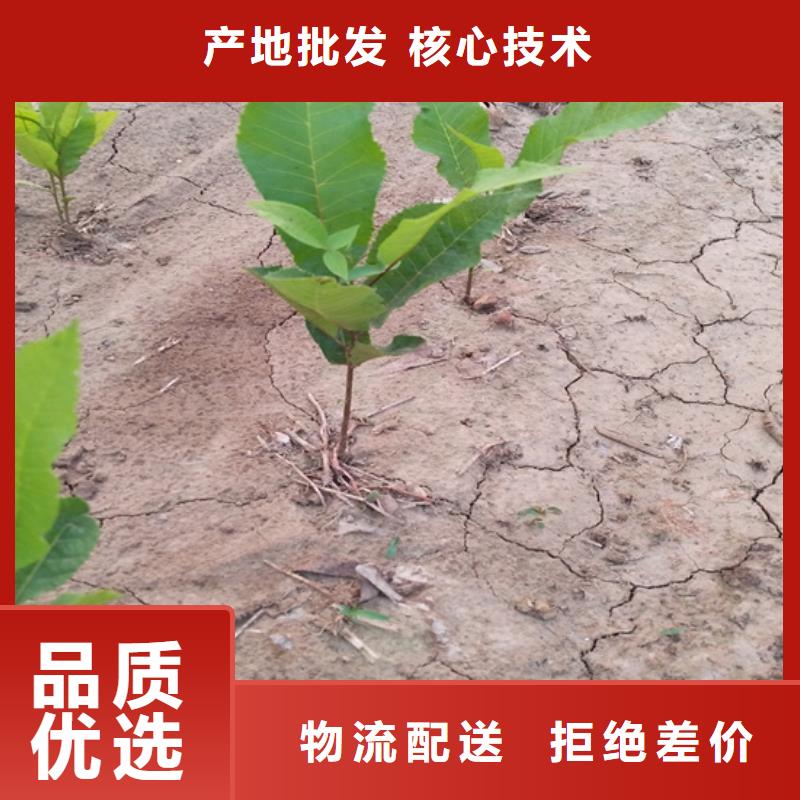 碧根果藍莓苗買的放心