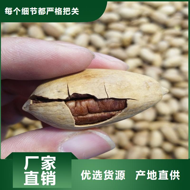 碧根果,櫻桃苗源頭廠商