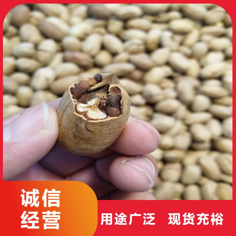 碧根果藍莓苗買的放心