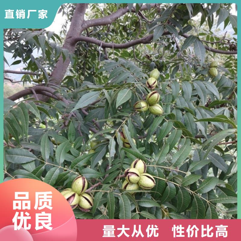 美國山核桃樹新奇品種