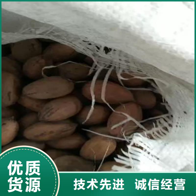 美國山核桃樹新奇品種