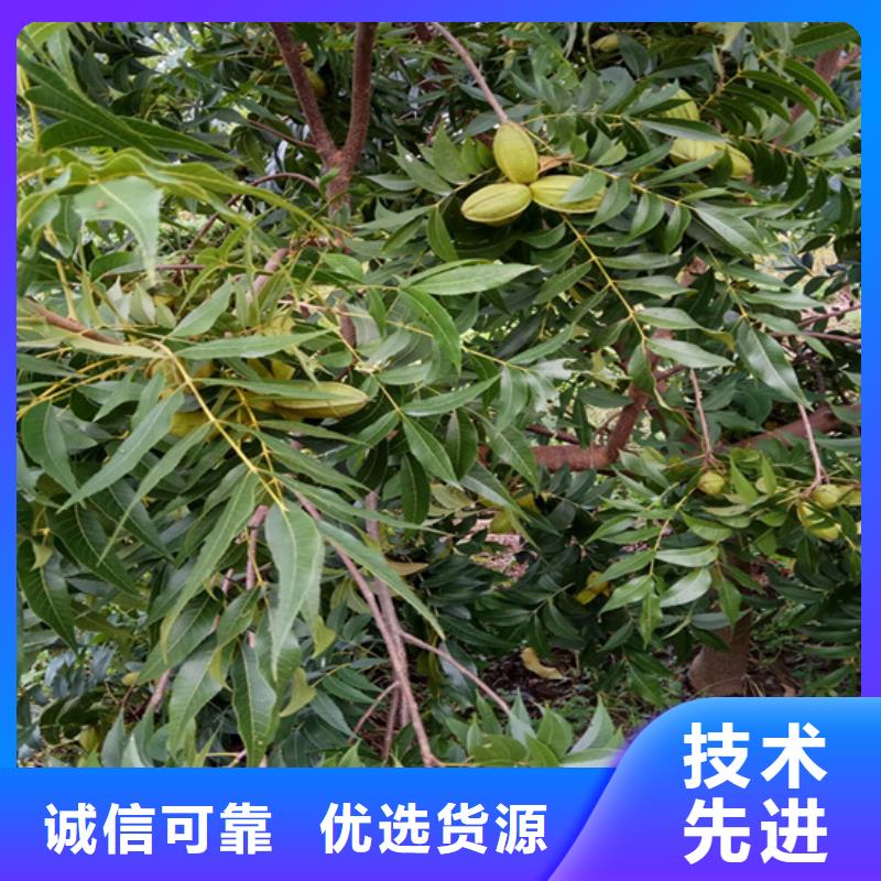 美國山核桃樹新奇品種