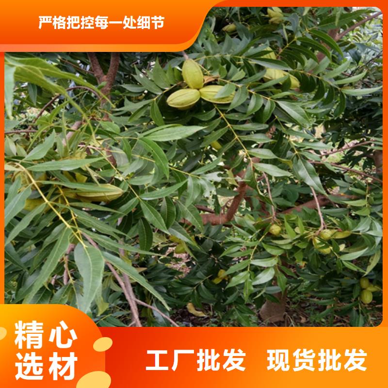 碧根果,无花果苗现货满足大量采购