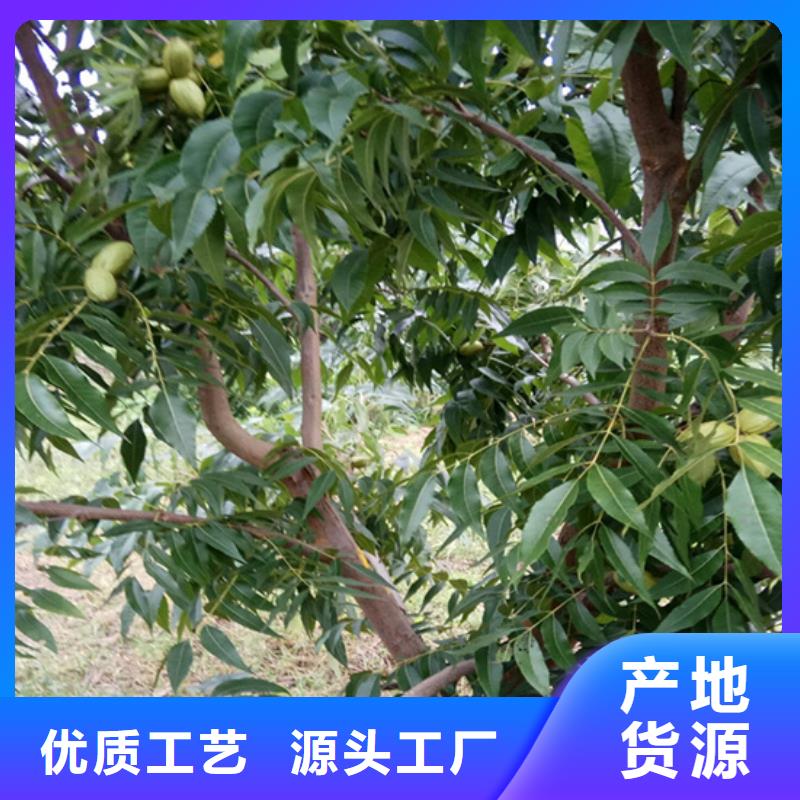 碧根果,无花果苗现货满足大量采购