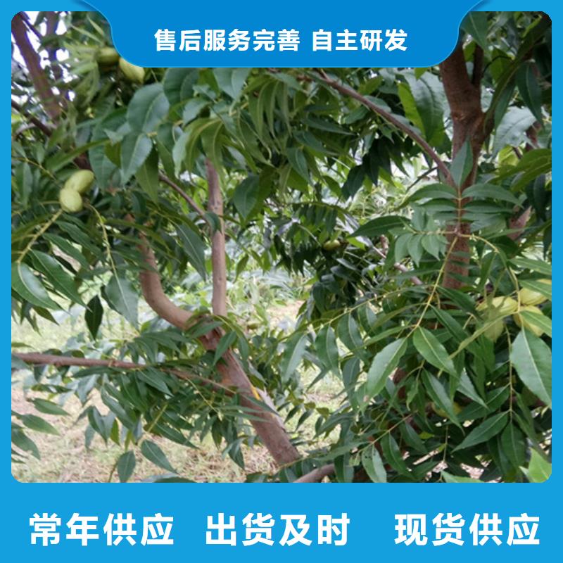 美國山核桃樹質優價廉