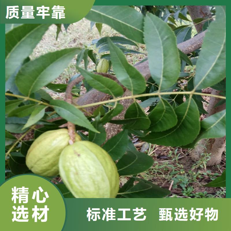 【碧根果_苹果苗库存齐全厂家直供】