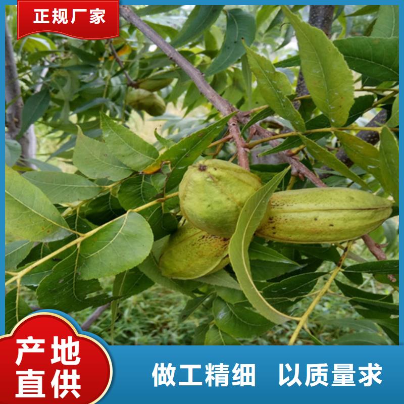 碧根果,無(wú)花果苗現(xiàn)貨滿(mǎn)足大量采購(gòu)