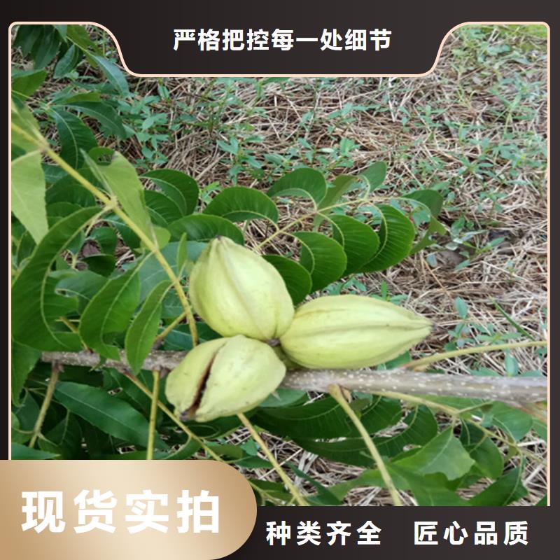 美國山核桃樹質優價廉