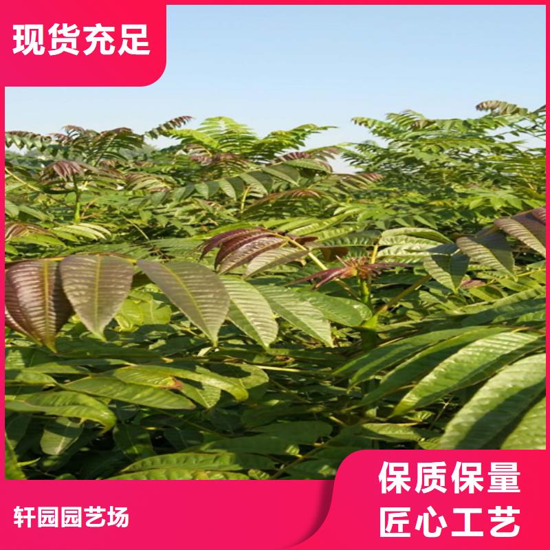 石榴树视频-石榴树-江苏省无锡市北塘|滨湖|镇江|南京|盐城|苏州|徐州【同城】 【附近】货源