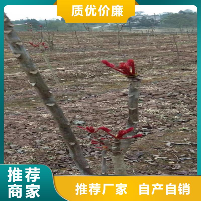 香椿_蘋果苗產品參數